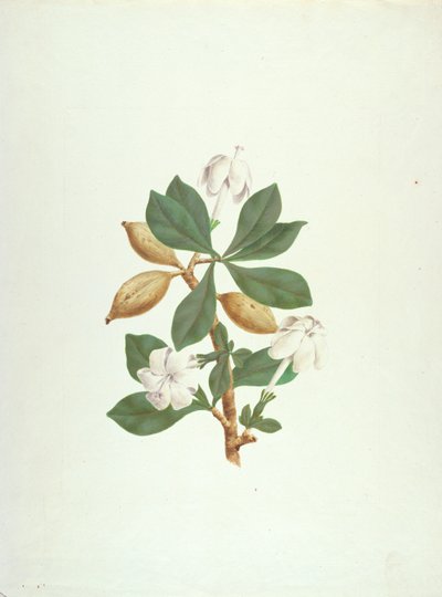 Aquariti (leaves, flowers and fruit) by James Bruce